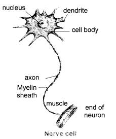 NCERT Solutions for Class 10 Science Chapter 7 Control and Coordination Chapter End Questions Q5