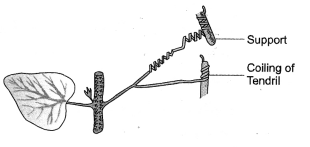 NCERT Solutions for Class 10 Science Chapter 7 Control and Coordination HOTS Q1