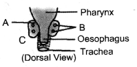 NCERT Solutions for Class 10 Science Chapter 7 Control and Coordination HOTS Q2