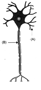 NCERT Solutions for Class 10 Science Chapter 7 Control and Coordination HOTS Q7