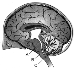 NCERT Solutions for Class 10 Science Chapter 7 Control and Coordination HOTS Q8