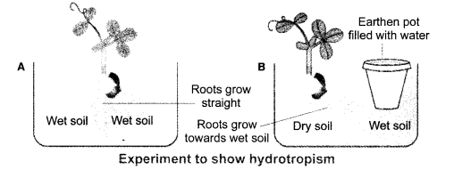 NCERT Solutions for Class 10 Science Chapter 7 Control and Coordination Intext Questions Page 122 Q5