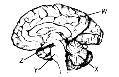 NCERT Solutions for Class 10 Science Chapter 7 Control and Coordination MCQ Q4