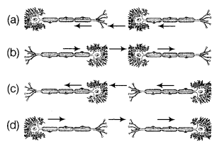 NCERT Solutions for Class 10 Science Chapter 7 Control and Coordination MCQs Q1