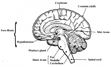 NCERT Solutions for Class 10 Science Chapter 7 Control and Coordination Mind Map 1