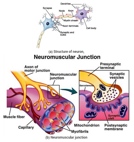 NCERT Solutions for Class 10 Science Chapter 7 Control and Coordination Q2