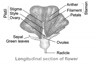 NCERT Solutions for Class 10 Science Chapter 8 How Do Organisms Reproduce Chapter End Questions Q8