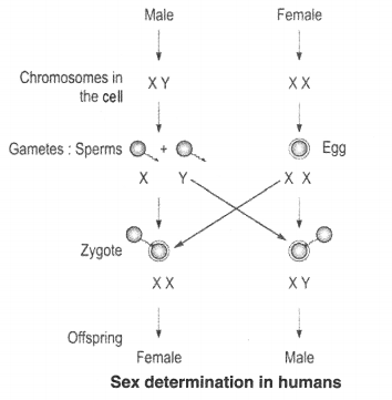 NCERT Solutions for Class 10 Science Chapter 9 Heredity and Evolution Intext Questions Page 147 Q4