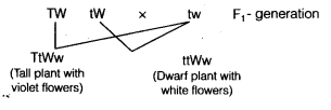 NCERT Solutions for Class 10 Science Chapter 9 Heredity and Evolution MCQs Q16