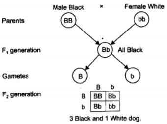 NCERT Solutions for Class 10 Science Chapter 9 Heredity and Evolution Page 159 Q7