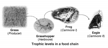 NCERT Solutions for Class 10 Science Chapter 15 Our Environment Intext Questions Page 260 Q1