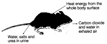 NCERT Solutions for Class 10 Science Chapter 15 Our Environment MCQs Q13