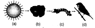 NCERT Solutions for Class 10 Science Chapter 15 Our Environment MCQs Q7