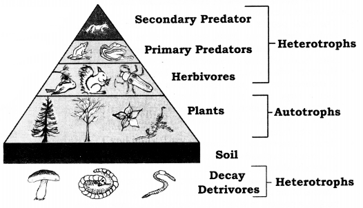 NCERT Solutions for Class 10 Science Chapter 15 Our Environment Mind Map