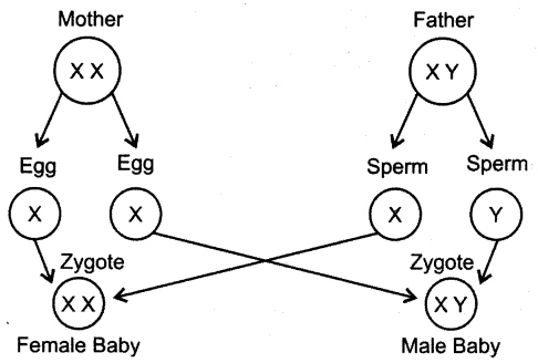 NCERT Solutions for Class 8 Science Chapter 10 Reaching The Age of Adolescence 3 Marks Q11