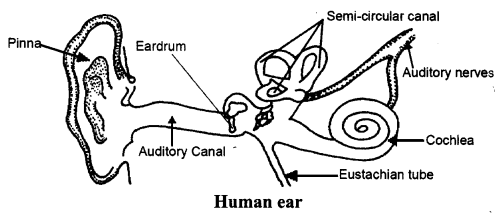 NCERT Solutions for Class 8 Science Chapter 13 Sound 3 Marks Q11