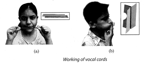 NCERT Solutions for Class 8 Science Chapter 13 Sound Activity 6