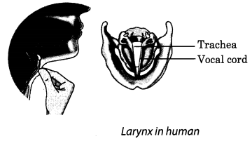 NCERT Solutions for Class 8 Science Chapter 13 Sound Q12