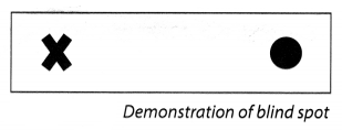 NCERT Solutions for Class 8 Science Chapter 16 Light Activity 9