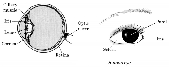 NCERT Solutions for Class 8 Science Chapter 16 Light Q10