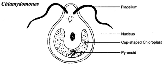 NCERT Solutions for Class 8 Science Chapter 2 Microorganisms Friend and Foe 2 Marks Q10