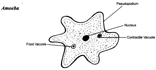 NCERT Solutions for Class 8 Science Chapter 2 Microorganisms Friend and Foe 2 Marks Q11