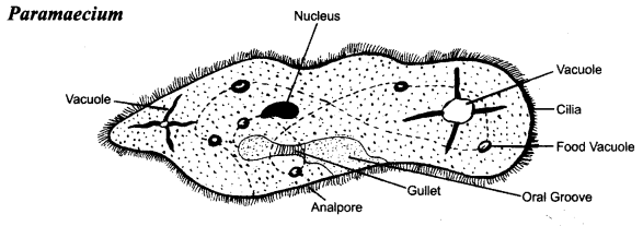 NCERT Solutions for Class 8 Science Chapter 2 Microorganisms Friend and Foe 2 Marks Q23