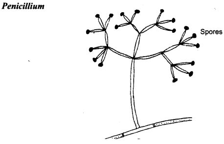 NCERT Solutions for Class 8 Science Chapter 2 Microorganisms Friend and Foe 2 Marks Q24