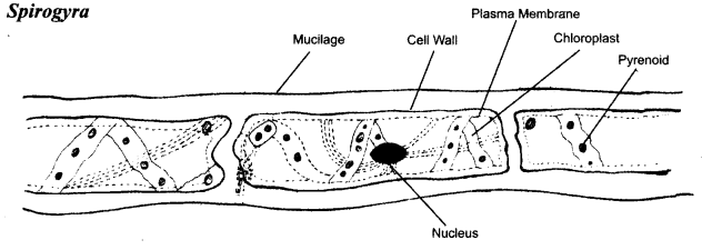 NCERT Solutions for Class 8 Science Chapter 2 Microorganisms Friend and Foe 2 Marks Q8