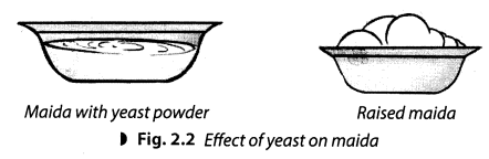 NCERT Solutions for Class 8 Science Chapter 2 Microorganisms Friend and Foe Activity 3