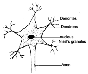 NCERT Solutions for Class 8 Science Chapter 8 Cell Structure and Functions 2 Marks Q1