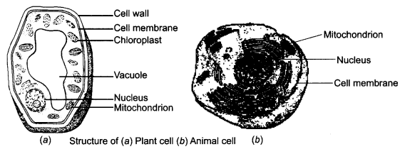 NCERT Solutions for Class 8 Science Chapter 8 Cell Structure and Functions 2 Marks Q11