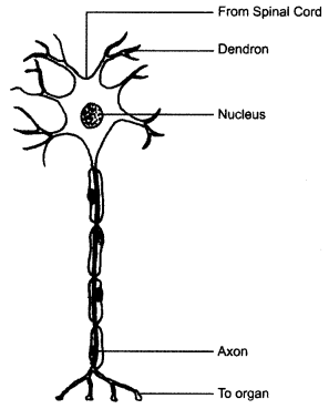 NCERT Solutions for Class 8 Science Chapter 8 Cell Structure and Functions 3 Marks Q4