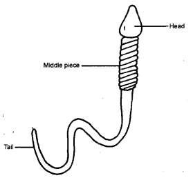 NCERT Solutions for Class 8 Science Chapter 9 Reproduction in Animals 1 Mark Q7