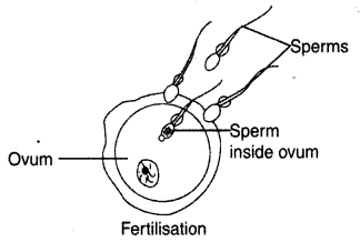 NCERT Solutions for Class 8 Science Chapter 9 Reproduction in Animals 2 Mark Q9