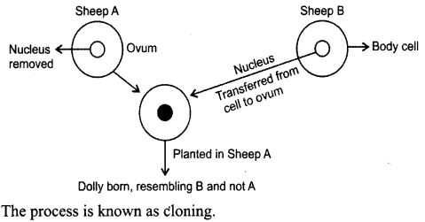 NCERT Solutions for Class 8 Science Chapter 9 Reproduction in Animals 3 Mark Q10