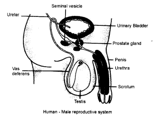 NCERT Solutions for Class 8 Science Chapter 9 Reproduction in Animals 3 Mark Q3