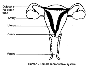 NCERT Solutions for Class 8 Science Chapter 9 Reproduction in Animals 3 Mark Q4