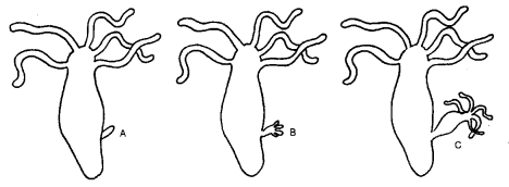 NCERT Solutions for Class 8 Science Chapter 9 Reproduction in Animals 5 Mark Q10