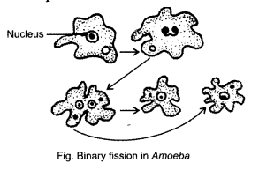 NCERT Solutions for Class 8 Science Chapter 9 Reproduction in Animals 5 Mark Q9