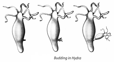 NCERT Solutions for Class 8 Science Chapter 9 Reproduction in Animals Activity 3