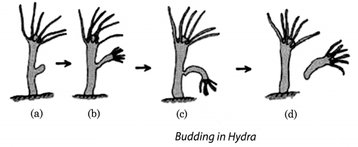 NCERT Solutions for Class 8 Science Chapter 9 Reproduction in Animals Q6.1