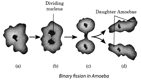 NCERT Solutions for Class 8 Science Chapter 9 Reproduction in Animals Q6