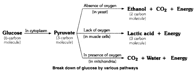 NCERT Solutions for Class 10 Science Chapter 6 Life Processes Intext Questions Page 105 Q2