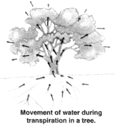 NCERT Solutions for Class 10 Science Chapter 6 Life Processes Intext Questions Page 110 Q4