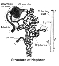 NCERT Solutions for Class 10 Science Chapter 6 Life Processes Intext Questions Page 112 Q1