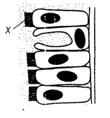 NCERT Solutions for Class 10 Science Chapter 6 Life Processes MCQs Q6