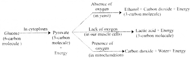 NCERT Solutions for Class 10 Science Chapter 6 Life Processes Mind Map 1