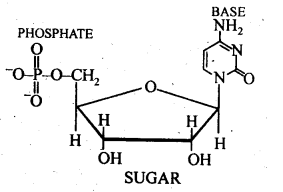 NCERT Solutions For Class 12 Chemistry Chapter 14 Biomolecules Exercises Q22