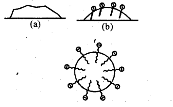 NCERT Solutions For Class 12 Chemistry Chapter 5 Surface Chemistry Exercises Q18